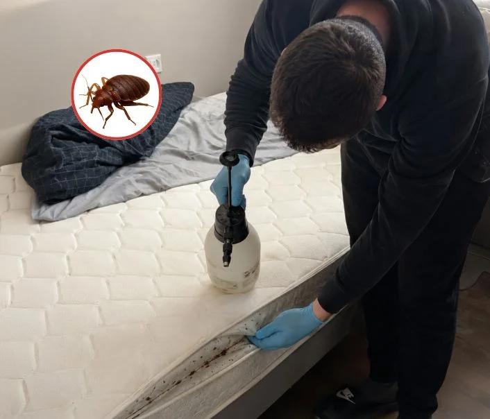 Technicien traitant un matelas contre les punaises de lit à Argenteuil